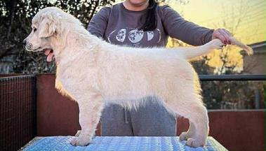 Златен ретривър – кученце