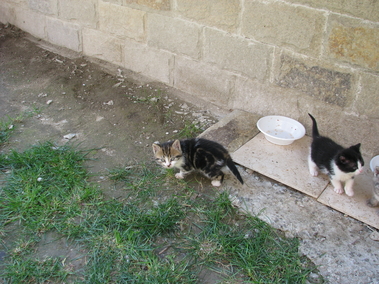 Подарявам котенца, родени на 13.03.2011 г., женски...