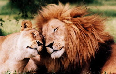 лъв лъвове любов