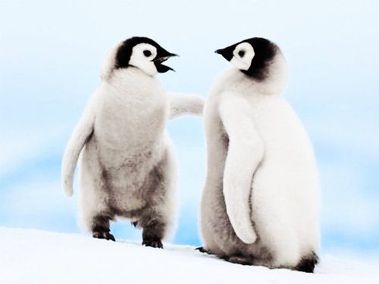 Когато мъжкият пингвин се влюби, той проверява цел...