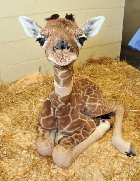 Кой каза, че жирафите не са сладки?