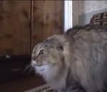 Лудата котка се завръща :d - Видео