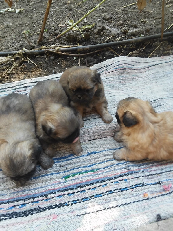 продават се малки пекинези /мъжки/ на 60 дни .Вакс...