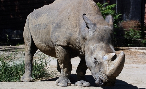 Носорозите може да изчезнат до 2020 година