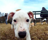 Красив ден в кучешкия парк - Видео - Video - BG Flash