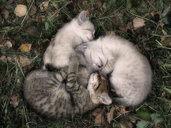 Много сладки котенца