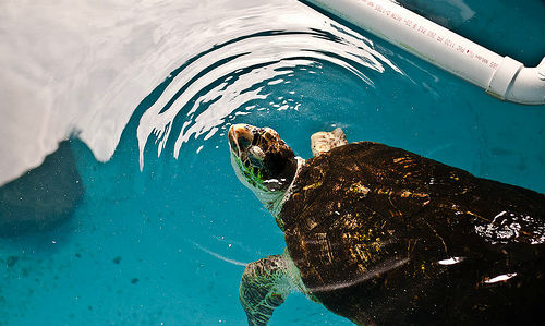 Как да направите перфектния аквариум за костенурки