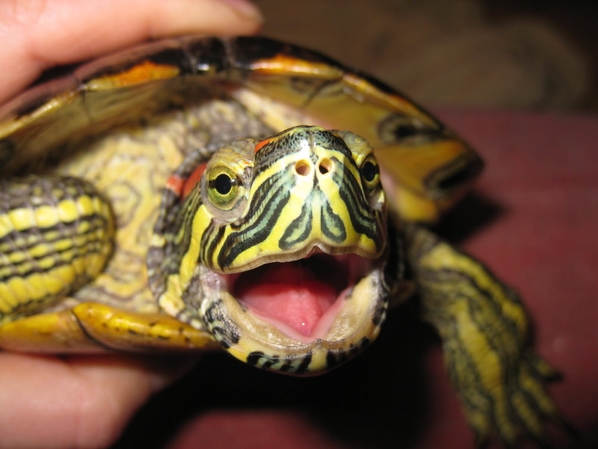 Червенобуза костенурка отглеждане и хранене