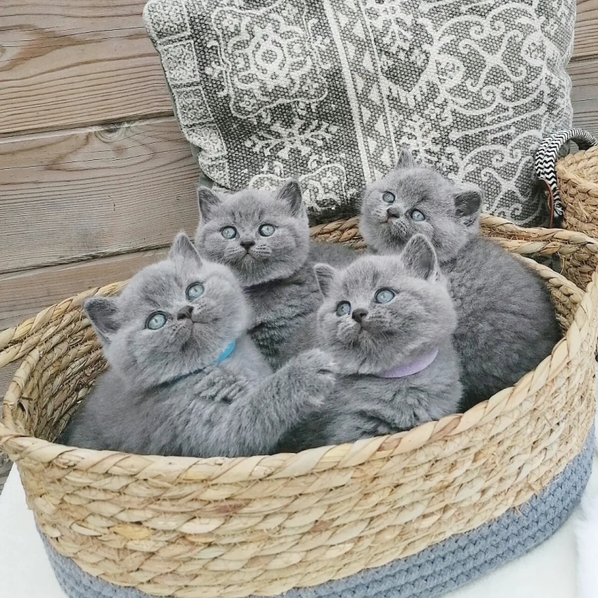 Продавам малко котенца от Британска късокосместа котка