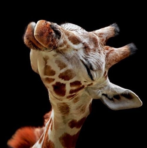 Целувка от жираф