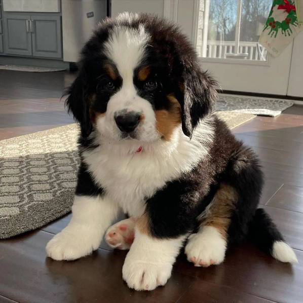 Bernese mountain dog for sale  