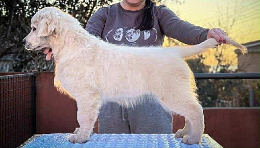 Златен ретривър – кученце