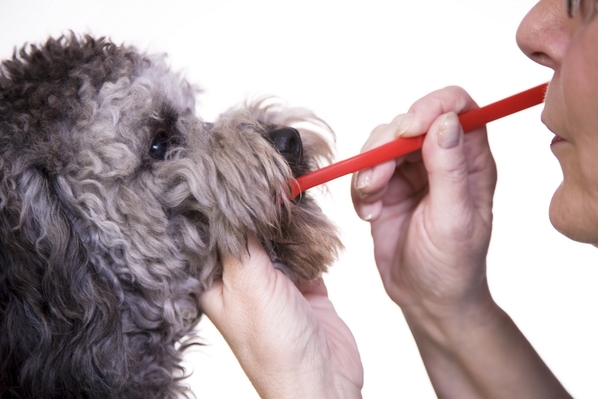 Сериозни здравословни състояния при кучетата, които могат да бъдат избегнати