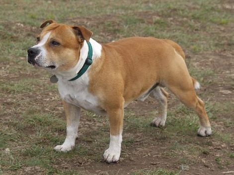 Re: Стафордшир бул териер  Staffordshire Bull Terrier 
