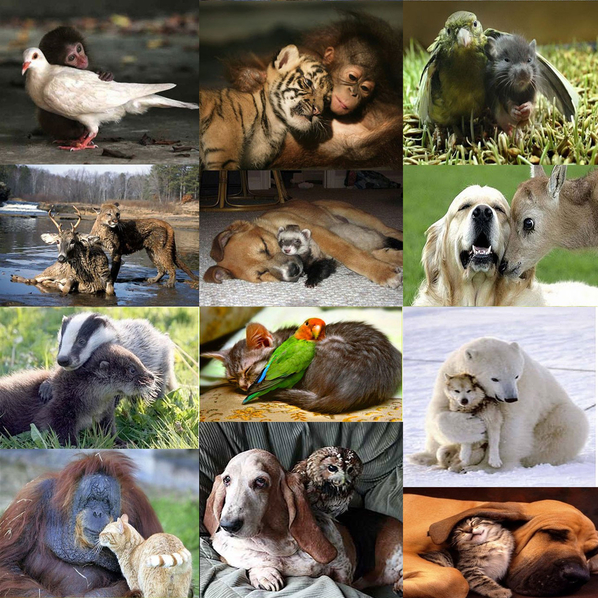 Ето как животните посрещнаха деня на прегръдката