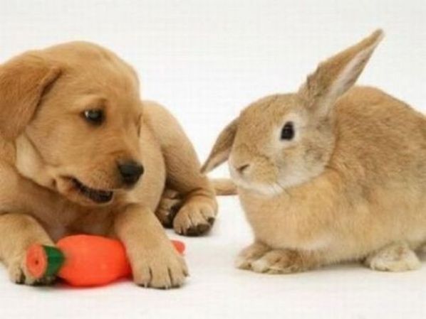 Зайците като домашни любимци