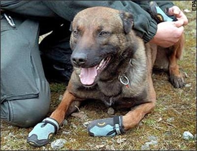 Обувки ще пазят лапите на полицейските кучета в Германия