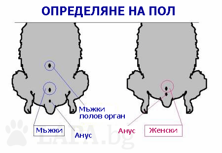 Определяна не Пол при китайски мишки