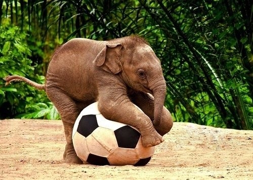 Малък слон или голяма топка?