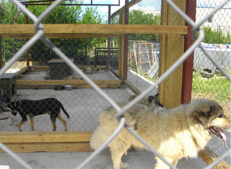 Кастрационен център за бездомни животни отвори врати в Русе