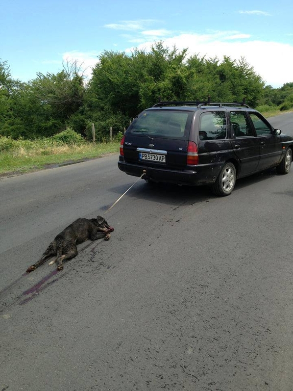 Изверг от Пловдив влачи куче с кола