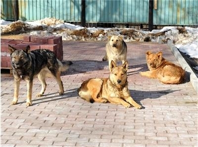 Улични кучета спасиха момиче от изнасилване