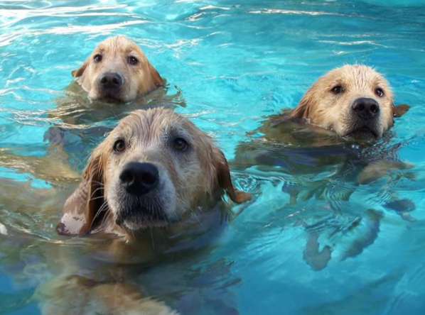 Почти няма кучешка порода, която да не може да плува