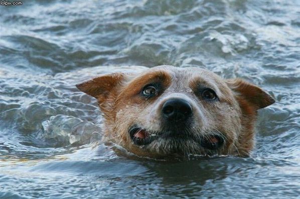 Кучетата не се раждат научени да плуват