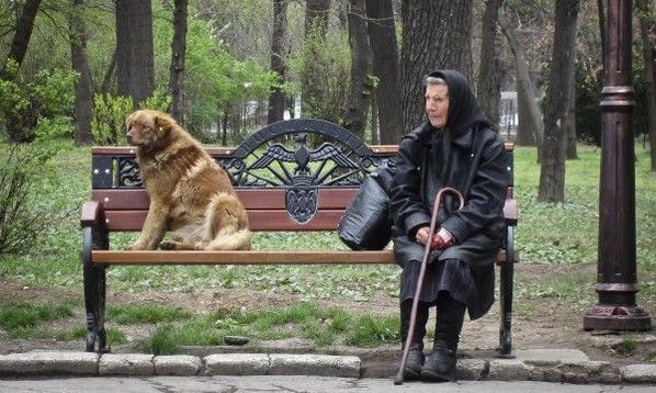 Бездомните кучета в Румъния ще бъдат убивани