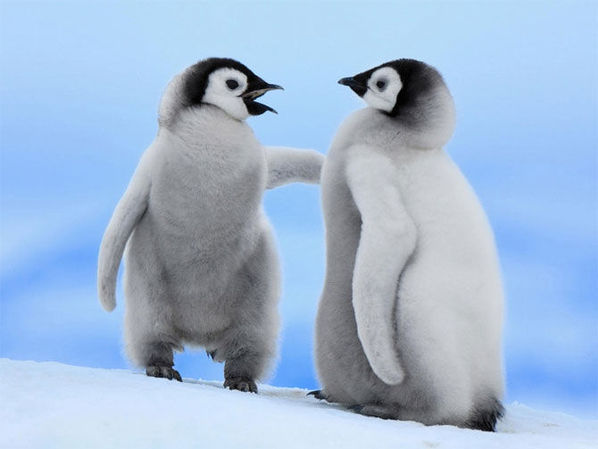 Сладки малки пингвини