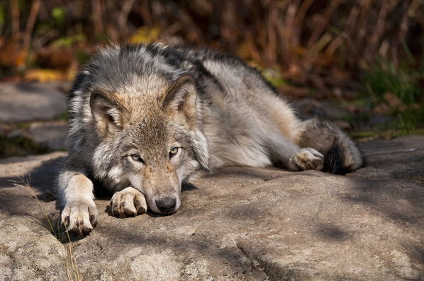 Завладяващата разлика между домашните кучета и опитомените вълци