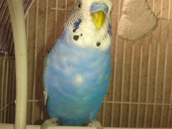 Лари е красив син говорещ папагал!