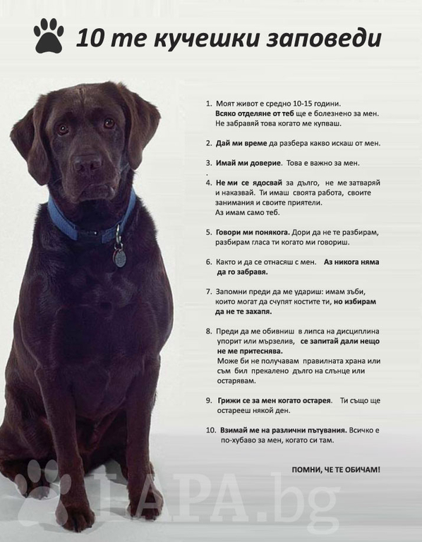 10 те кучешки заповеди