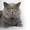 ИСТОРИЯТА на породата Британската късокосместа котка