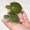 Основни грешки при отглеждането на сладководни костенурки