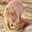 Невероятната капибара, която осинови кученца сираци