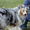 Безплатно кастриране на дворни кучета от Столична община