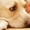 Епилепсия при кучета и котки - диагностика, грижа за любимеца и лечение 