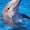 Турски аква парк с делфини затвори благодарение на онлайн петиция